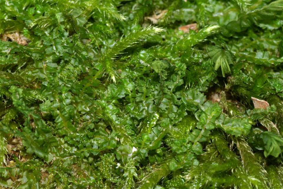 Barbilophozia barbata