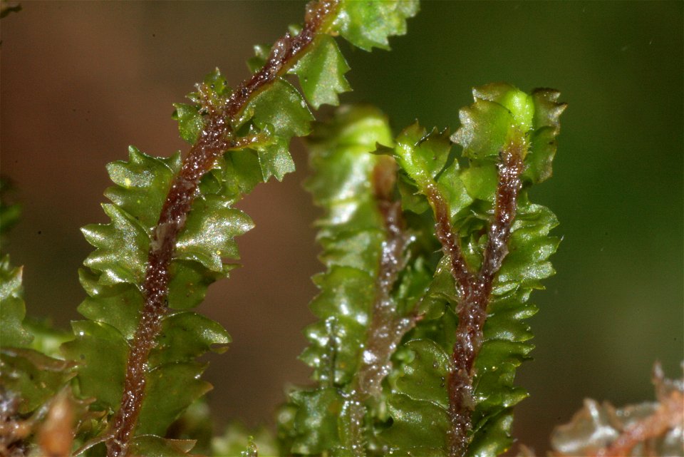 Barbilophozia barbata