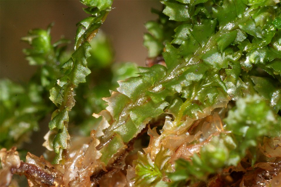 Barbilophozia barbata