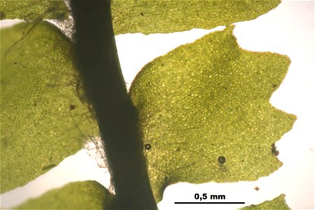 Barbilophozia barbata