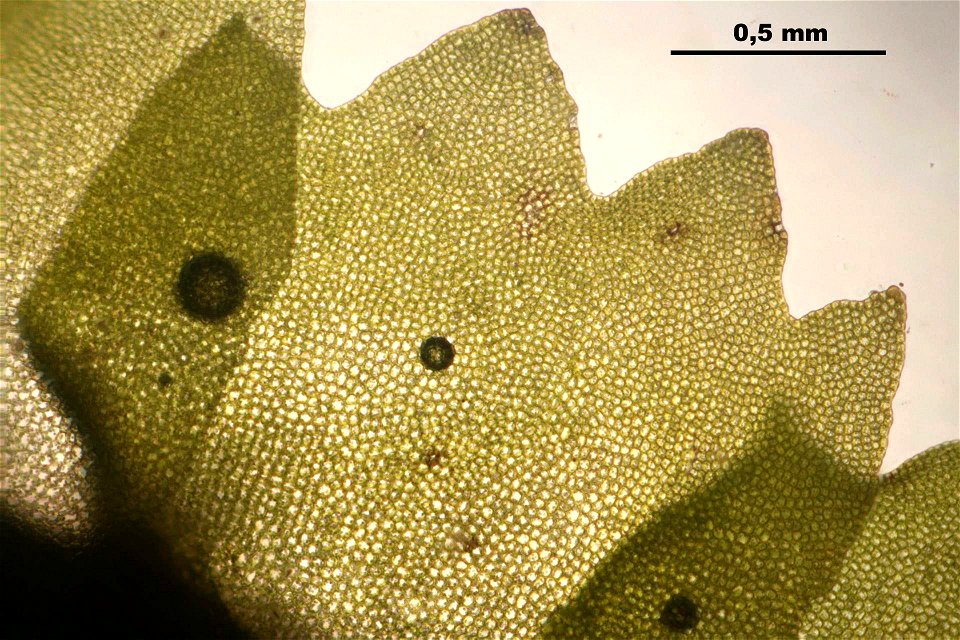 Barbilophozia barbata