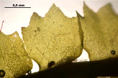 Barbilophozia barbata