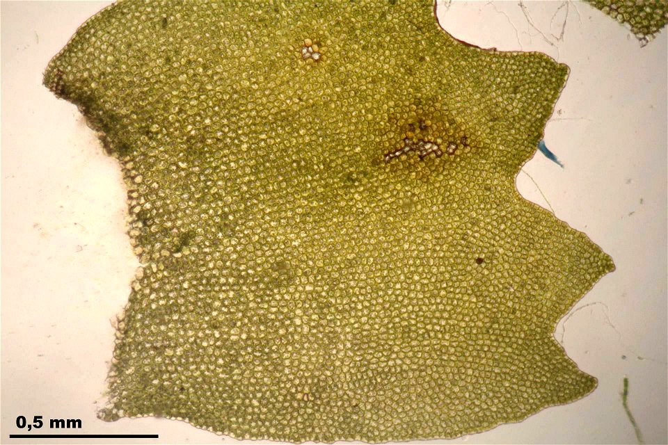 Barbilophozia barbata