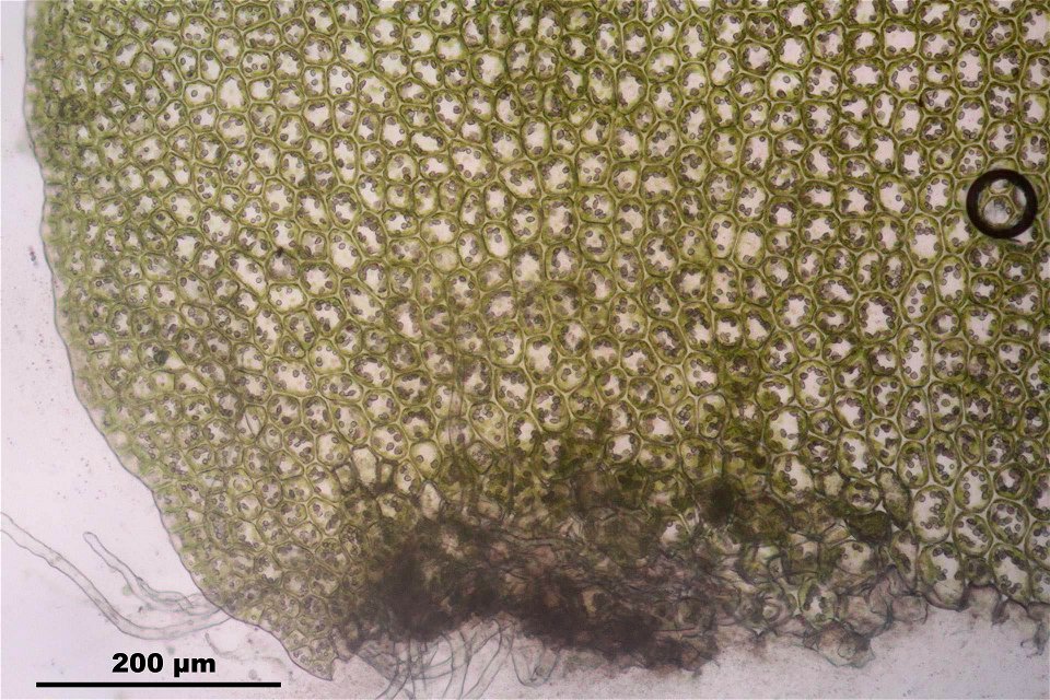 Barbilophozia barbata