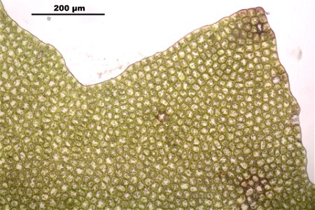 Barbilophozia barbata