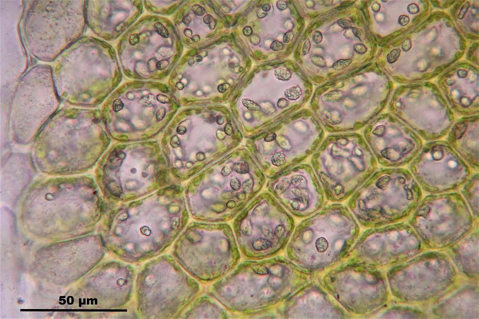Barbilophozia barbata