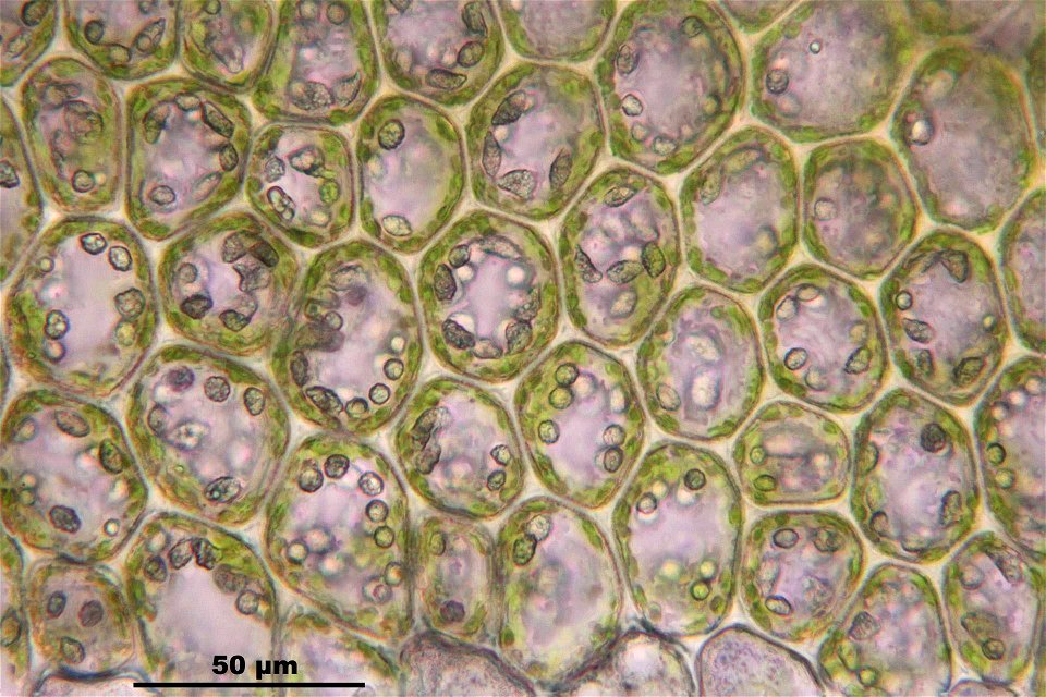 Barbilophozia barbata