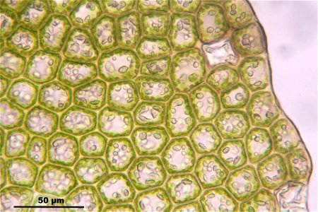 Barbilophozia barbata