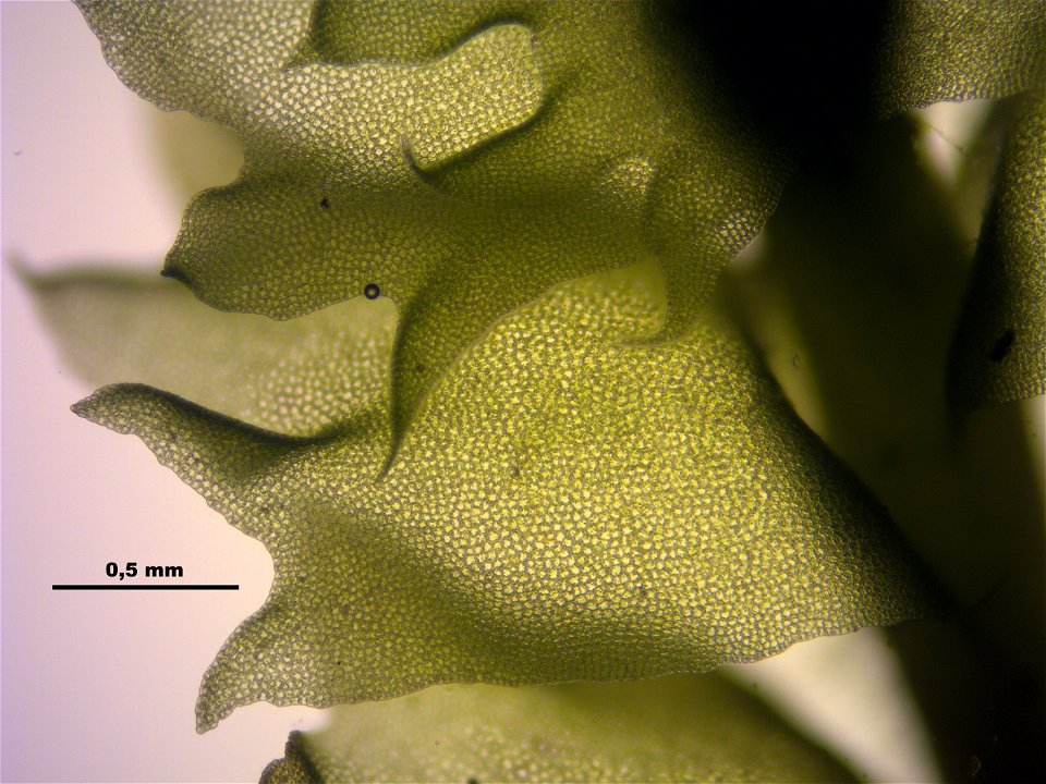 Barbilophozia barbata