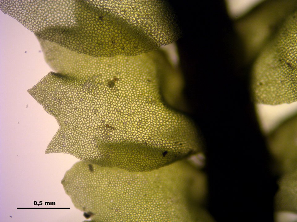 Barbilophozia barbata