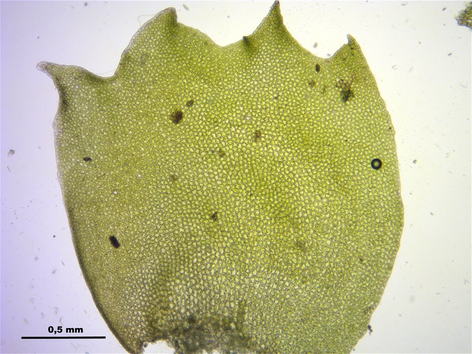 Barbilophozia barbata