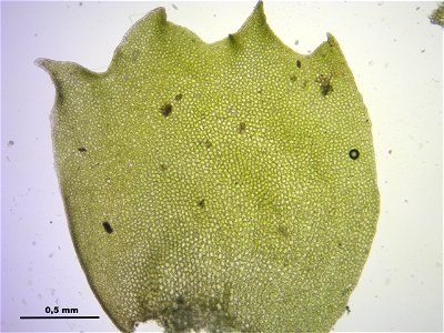 Barbilophozia barbata