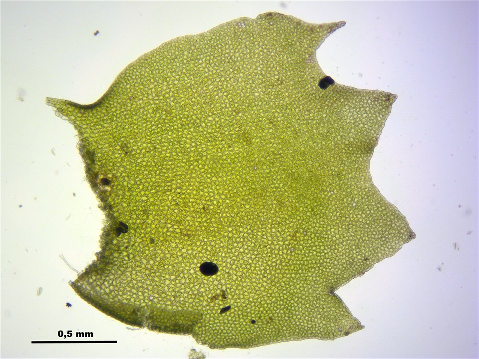Barbilophozia barbata