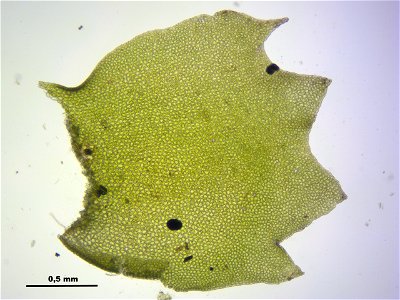 Barbilophozia barbata