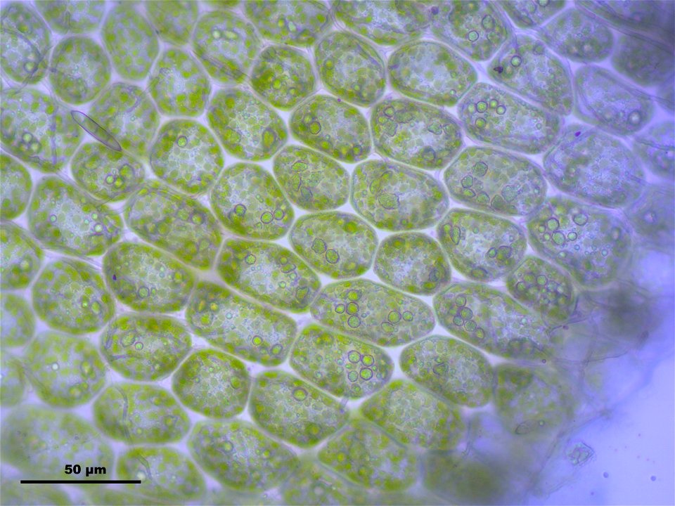 Barbilophozia barbata