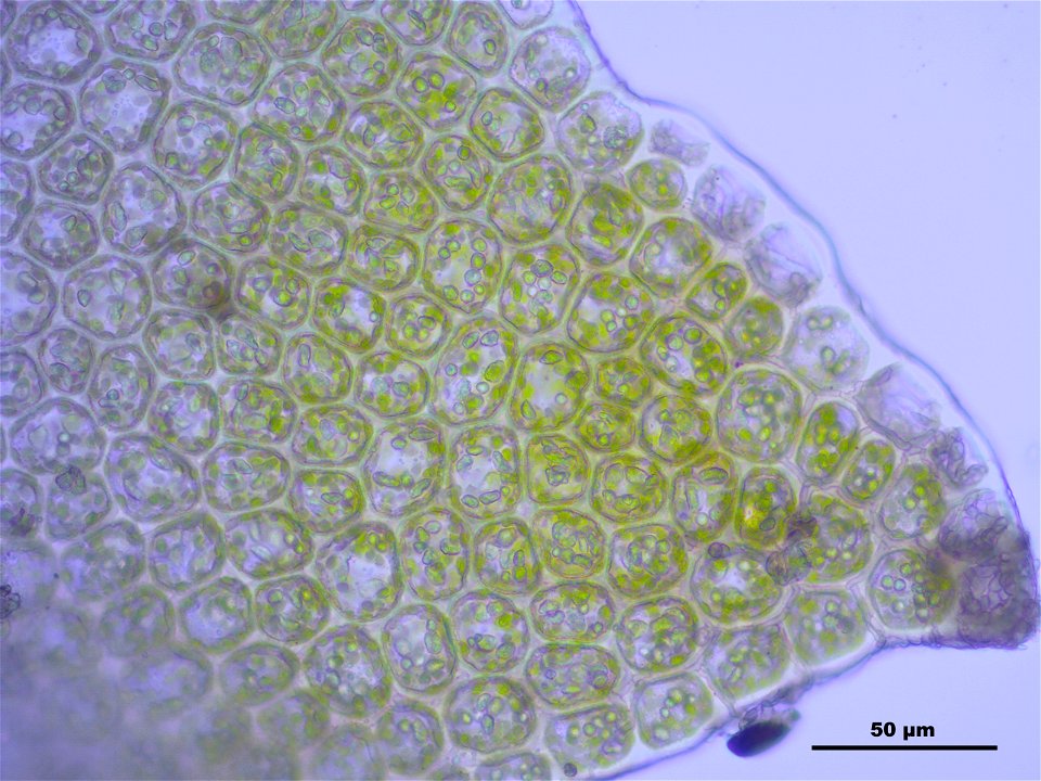 Barbilophozia barbata