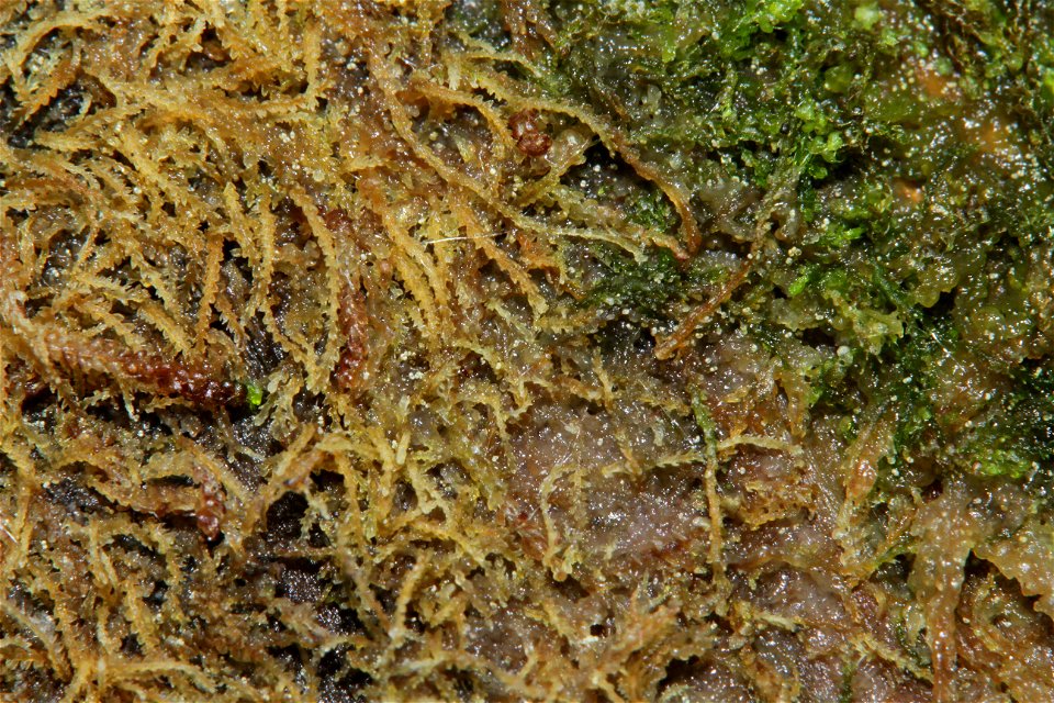 Cephalozia catenulata