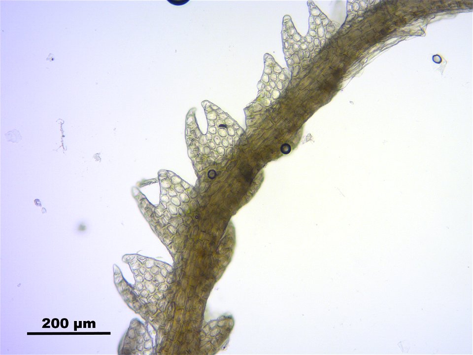 Cephalozia catenulata