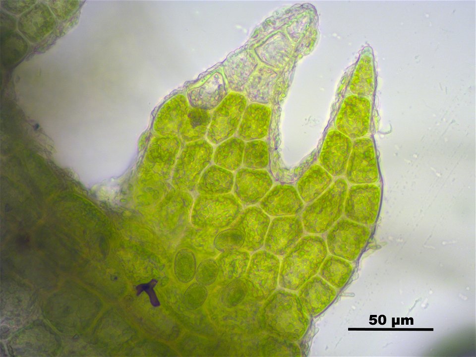 Cephalozia catenulata