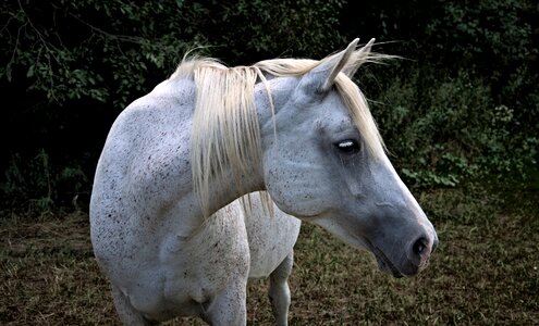 Animal portrait of a horse portrait