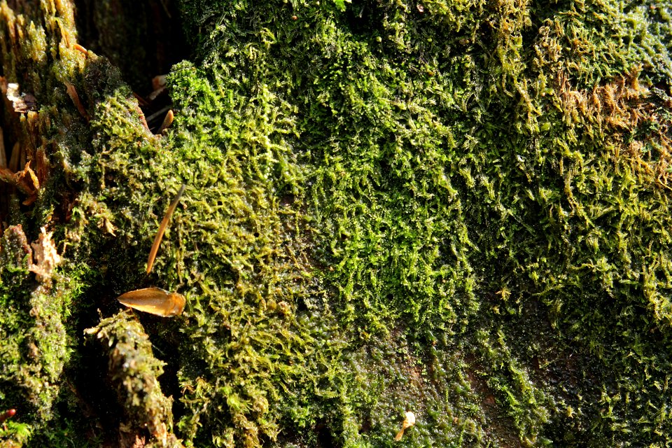 Cephalozia catenulata