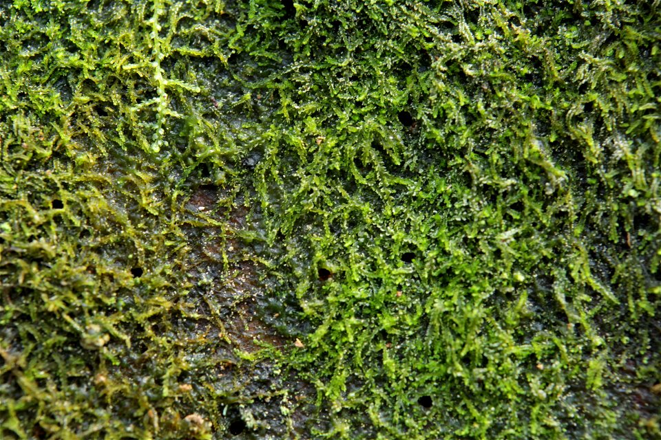 Cephalozia catenulata