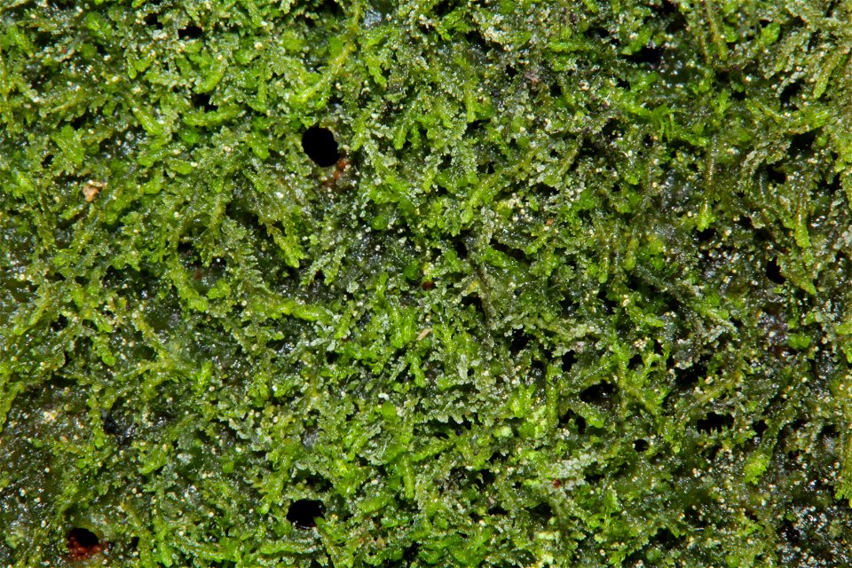 Cephalozia catenulata