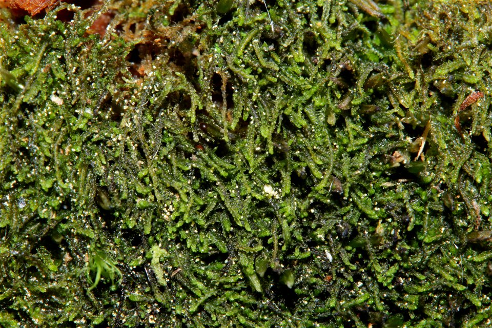 Cephalozia catenulata