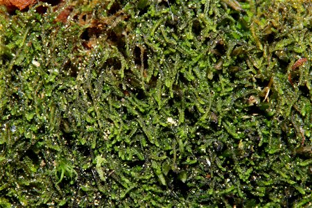 Cephalozia catenulata