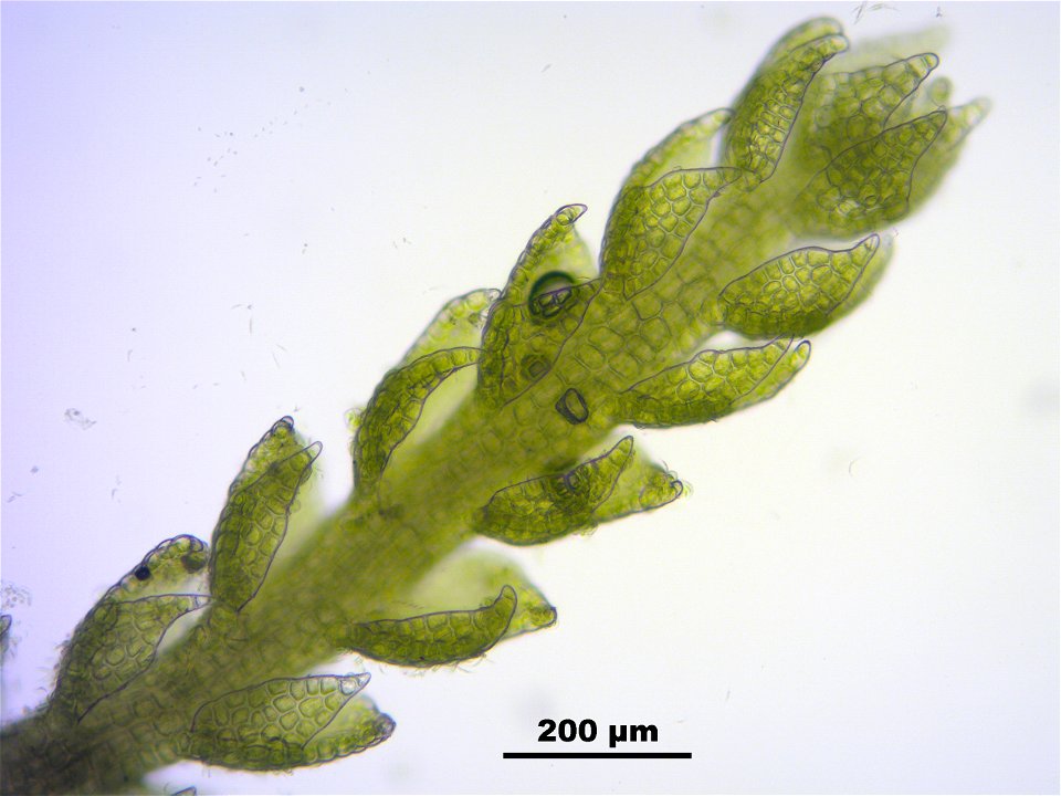 Cephalozia catenulata