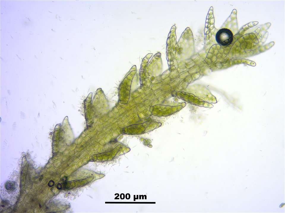 Cephalozia catenulata