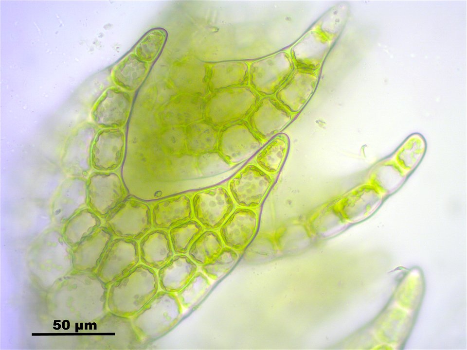 Cephalozia catenulata