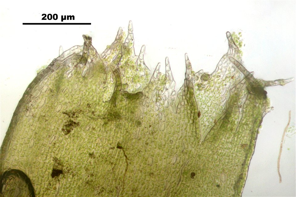 Cephalozia catenulata