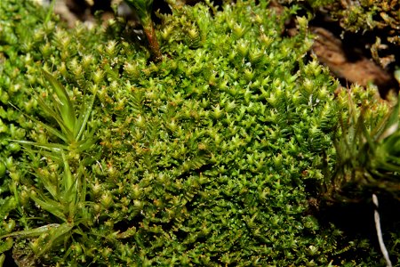 Tritomaria exsectiformis