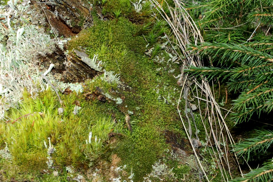 Tritomaria exsectiformis