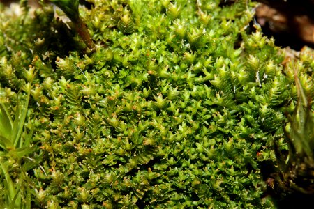 Tritomaria exsectiformis