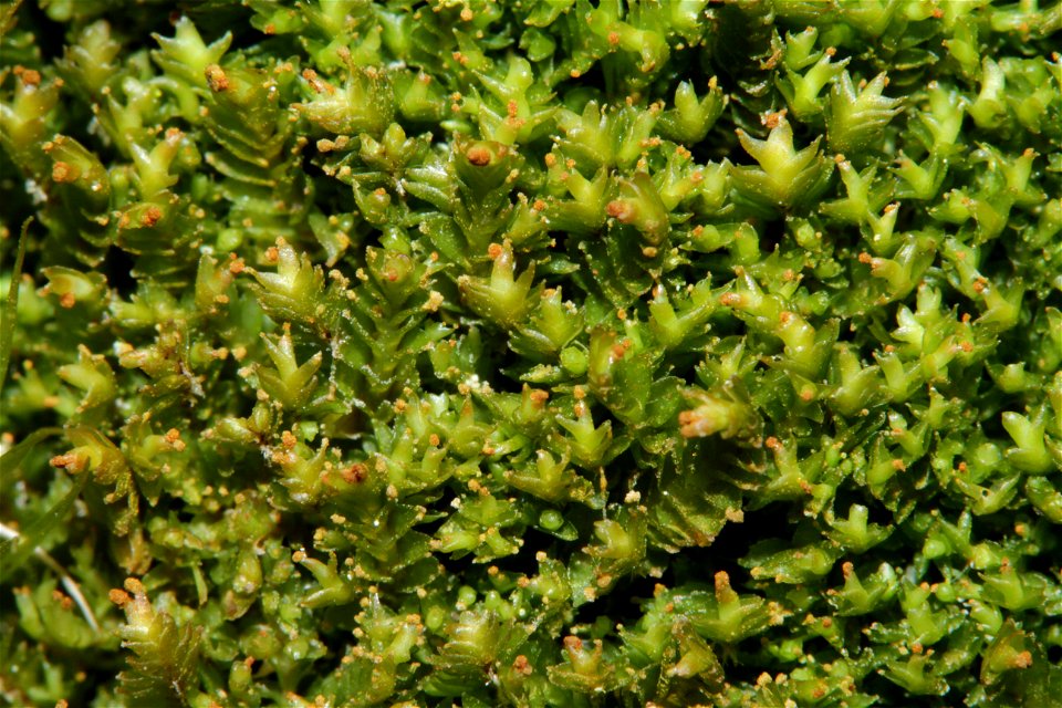 Tritomaria exsectiformis