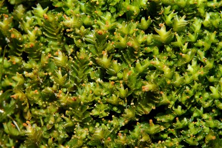 Tritomaria exsectiformis