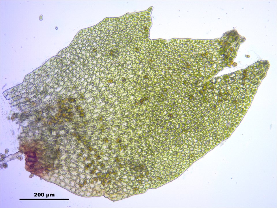 Tritomaria exsectiformis