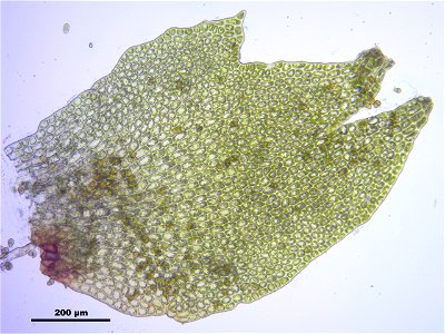 Tritomaria exsectiformis