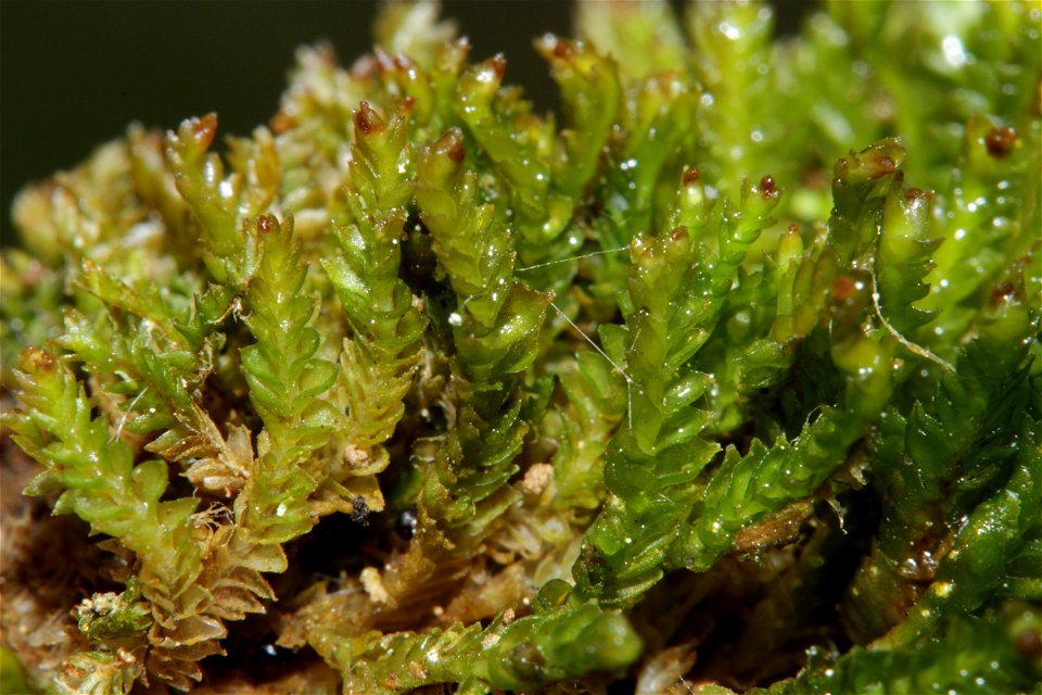 Tritomaria exsectiformis