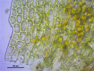 Tritomaria exsectiformis