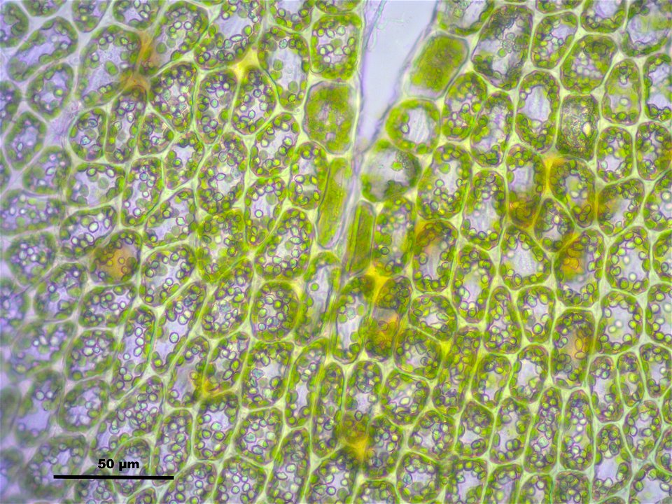 Tritomaria exsectiformis