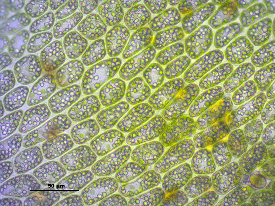 Tritomaria exsectiformis