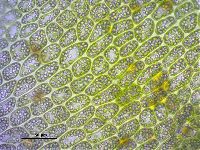 Tritomaria exsectiformis