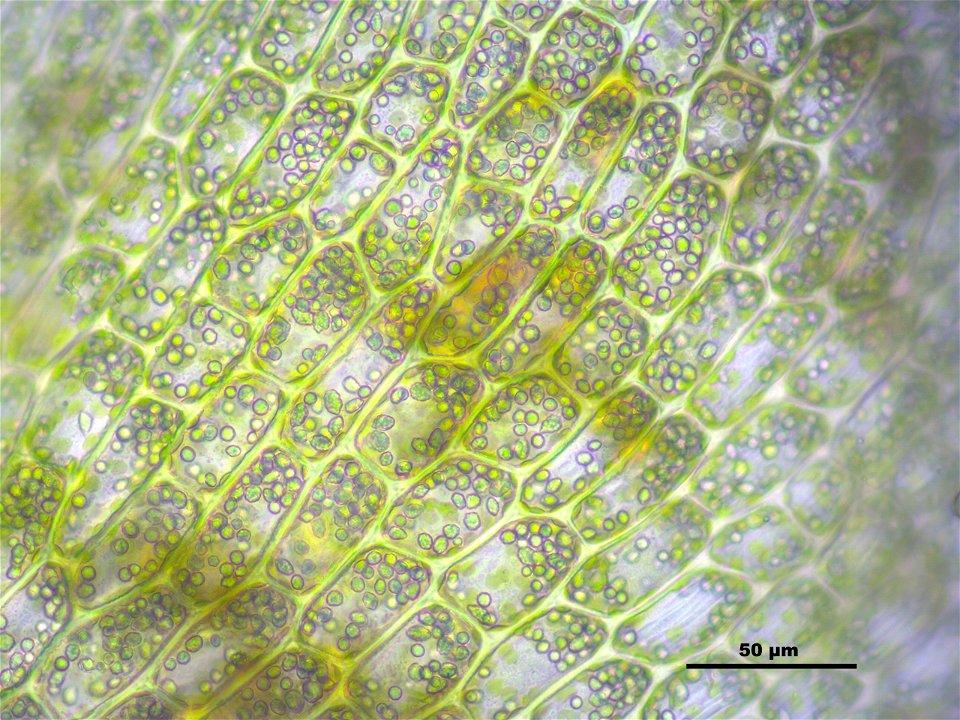 Tritomaria exsectiformis