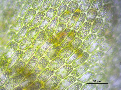 Tritomaria exsectiformis