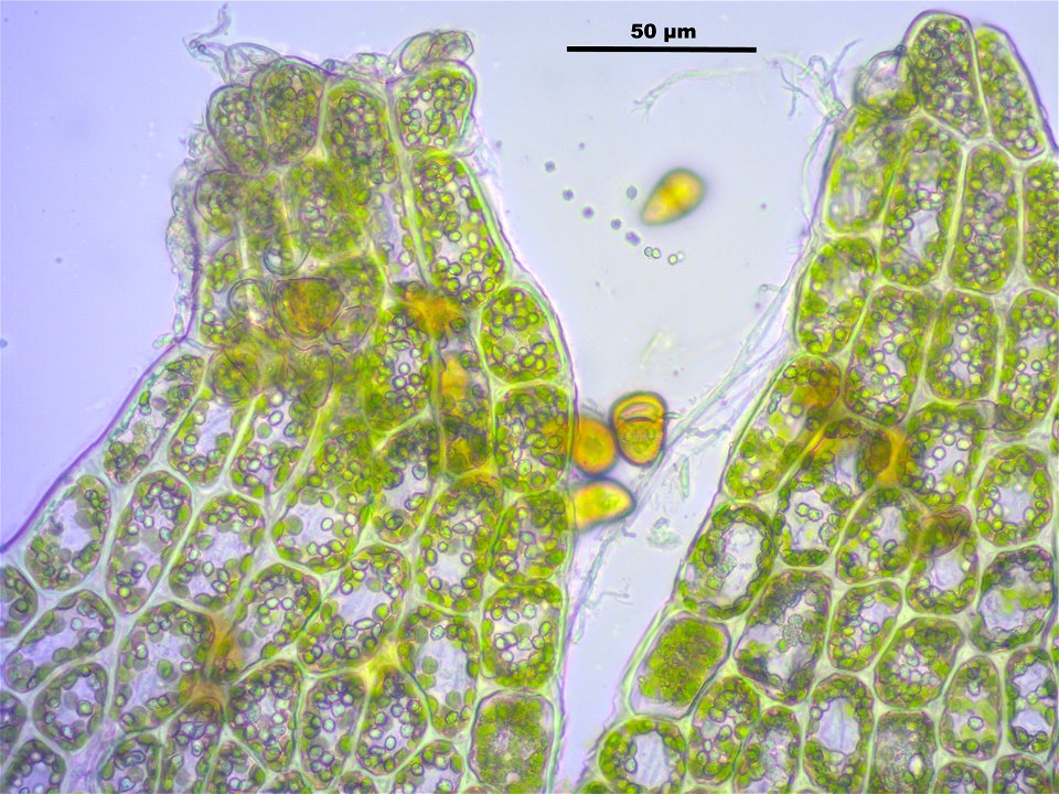 Tritomaria exsectiformis