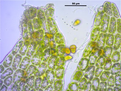 Tritomaria exsectiformis