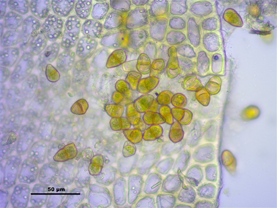 Tritomaria exsectiformis